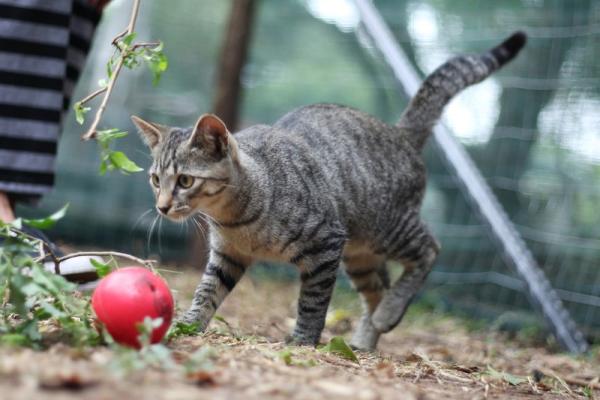 African Wildcat