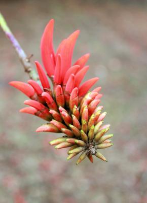 Flame Tree