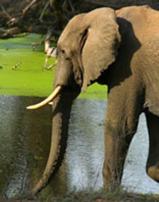 Tembe Elephant Park