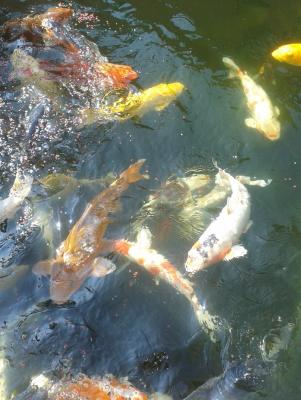 Large koi pond 