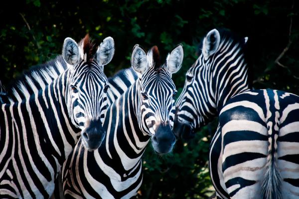 Zebras