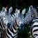 Zebras
