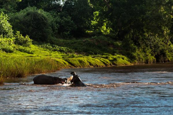 Hippos