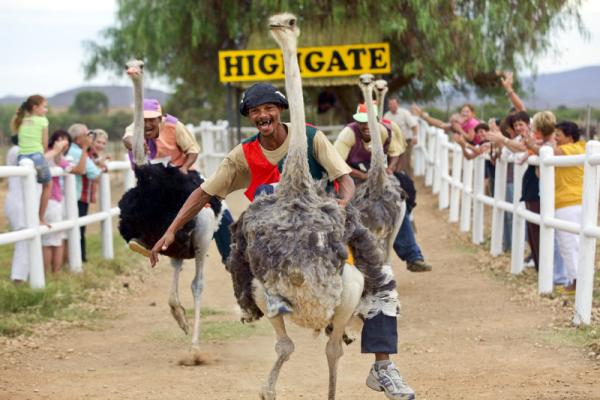 Safari Ostrich Farm