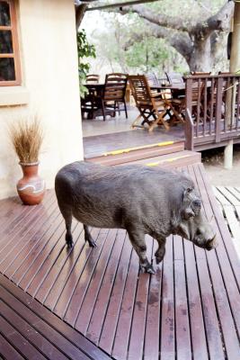 Hey get off the deck!