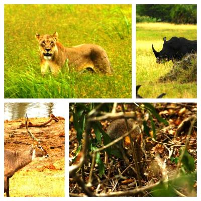 Sightings On A Game Drive