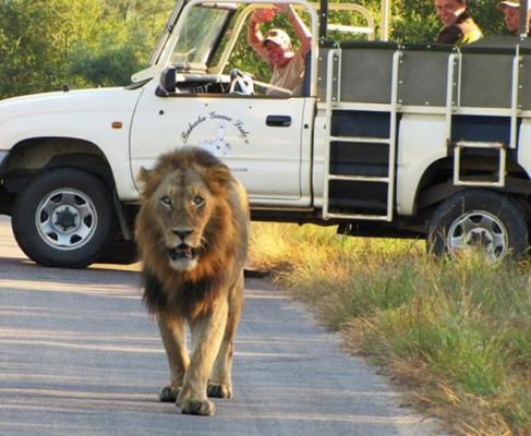 Safari's in the Kruger National Park