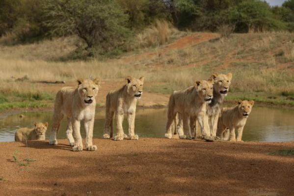 Ukutula Lodge