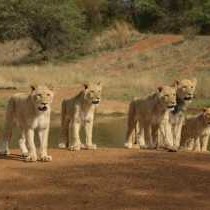 Ukutula Lodge