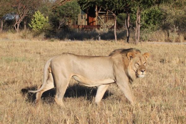 Dinaka Safari Lodge