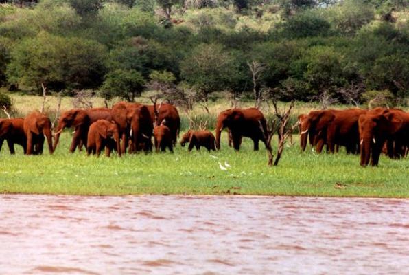 Shayamoya Tiger Fishing and Game Lodge