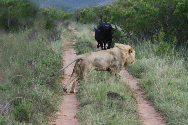 Pumba Private Game Reserve and Spa