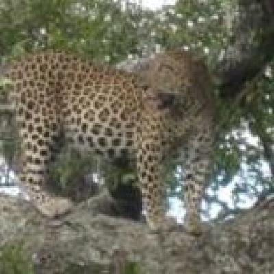 Leopard sighting on a game viewing safari