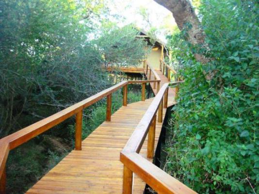 Lion Tree Top Lodge