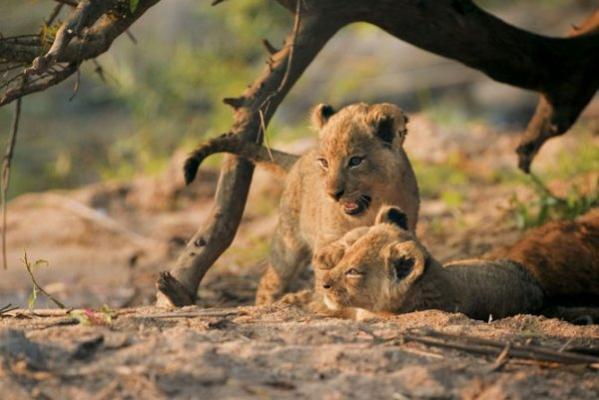 Singita Game Reserves