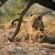 Singita Game Reserves