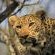 Singita Game Reserves