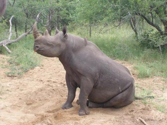 Thornybush Game Lodge