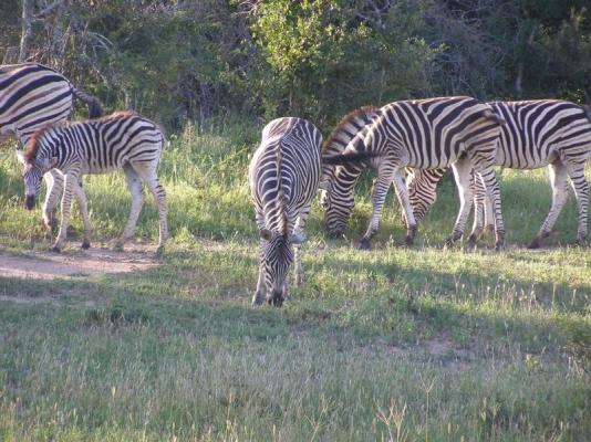 Thornybush Game Lodge