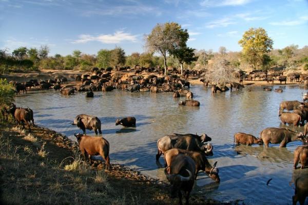 Thornybush Game Lodge