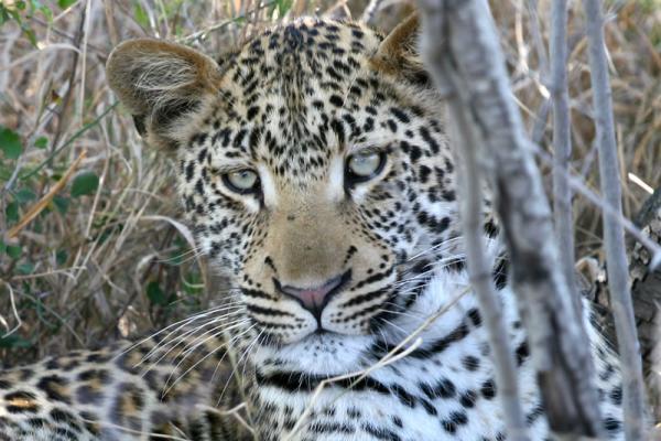 Thornybush Game Lodge