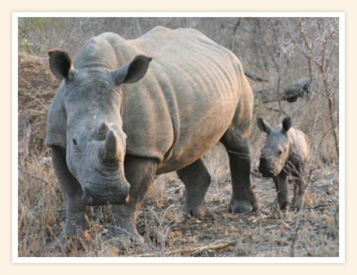 Simbambili Game Lodge