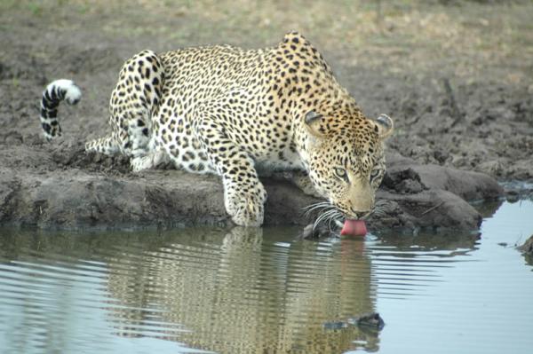 Simbambili Game Lodge