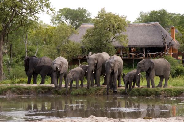 Simbambili Game Lodge