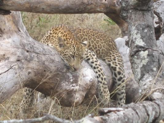 Simbambili Game Lodge