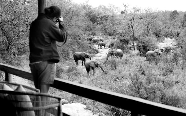 Londolozi Game Reserve
