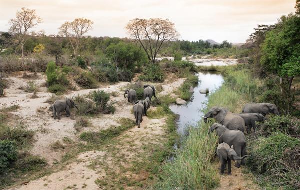 Londolozi Game Reserve