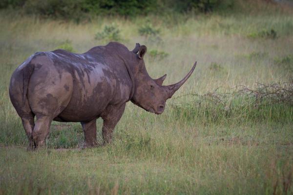 Londolozi Varty Camp