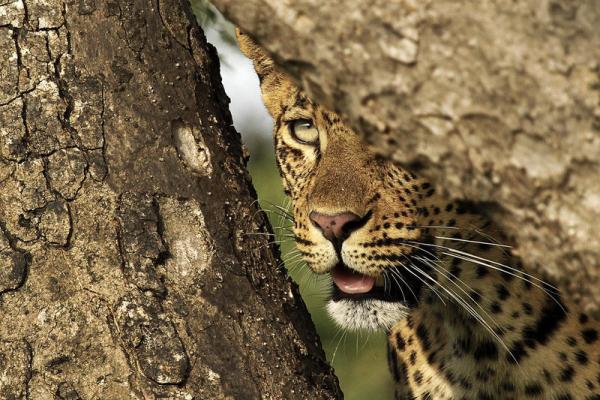 Londolozi Varty Camp