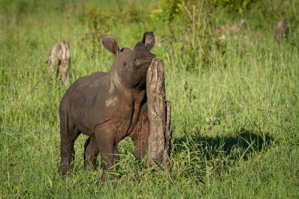 Londolozi Varty Camp