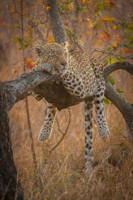 Londolozi Varty Camp