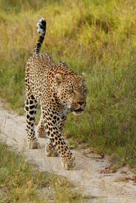 Londolozi Varty Camp