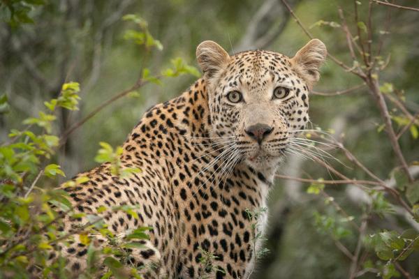 Londolozi Tree Camp