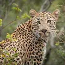 Londolozi Tree Camp