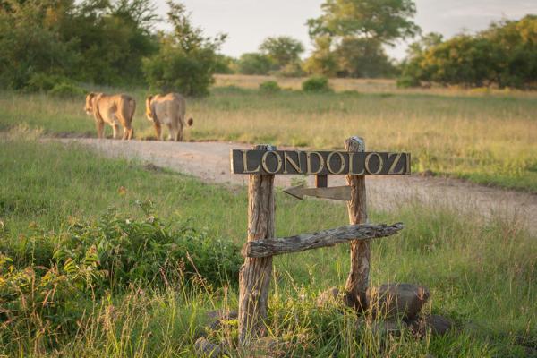 Londolozi Tree Camp