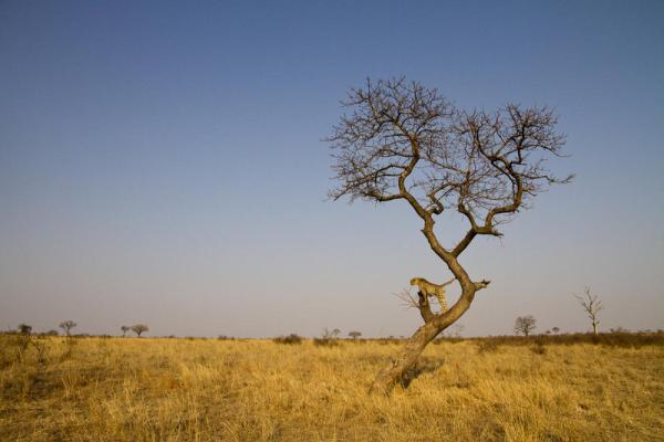 Londolozi Tree Camp