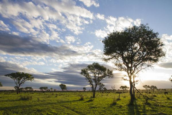 Londolozi Tree Camp