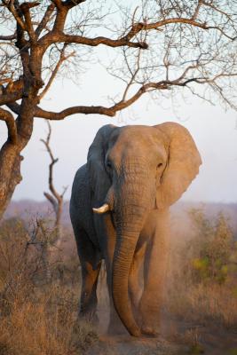 Londolozi Pioneer Camp