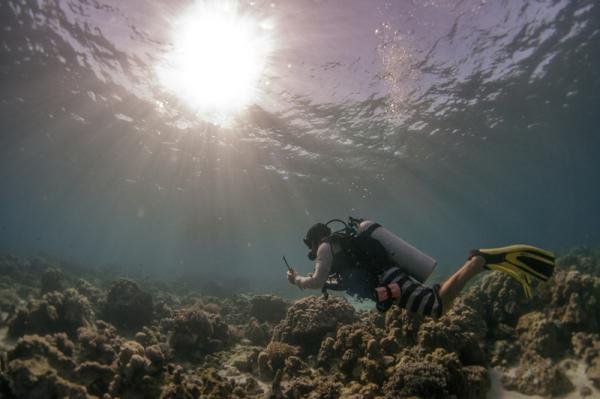 Diving at Nuarro