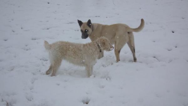 dogs in the snow