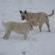 dogs in the snow