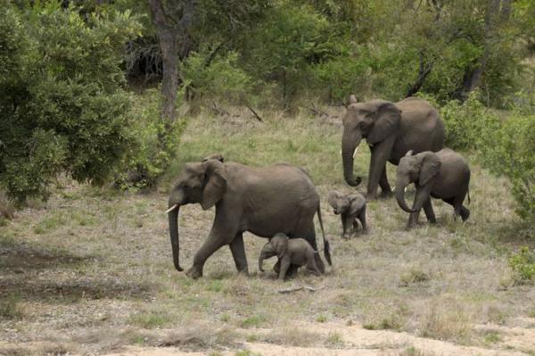 Tanda Tula Safari Camps