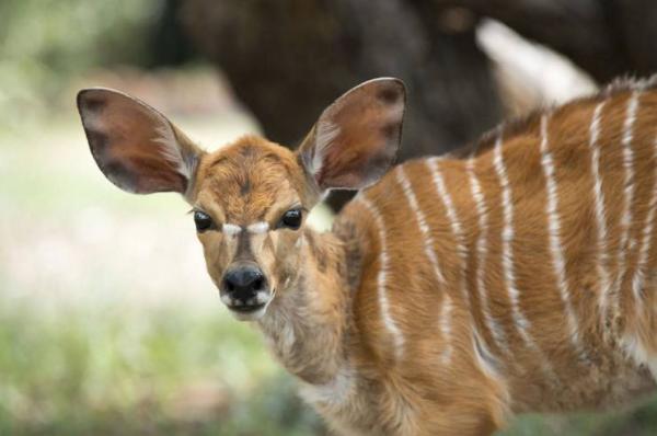 Tanda Tula Safari Camps