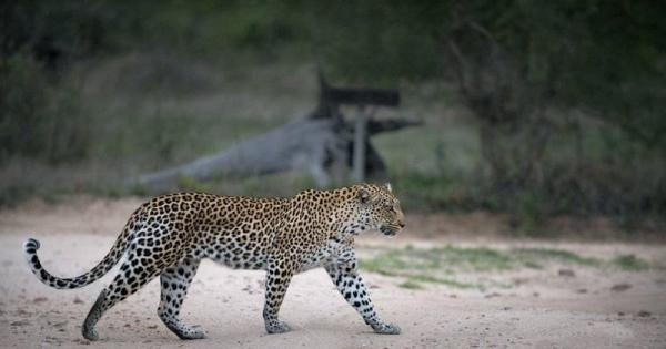 Tanda Tula Safari Camps