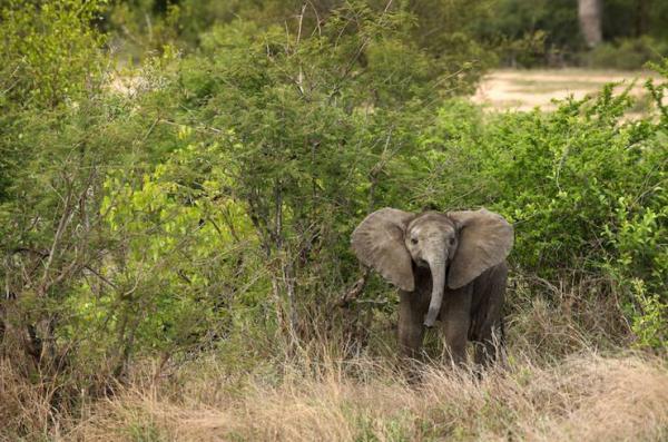 Tanda Tula Safari Camps