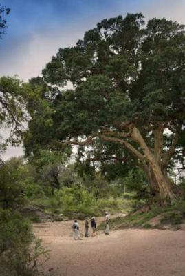 Tanda Tula Safari Camps